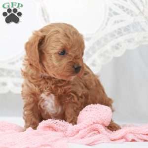 Macy, Toy Poodle Puppy